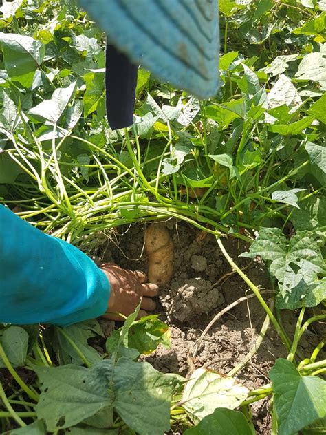 Maximizing Your Yam Harvest: Key Strategies for Success