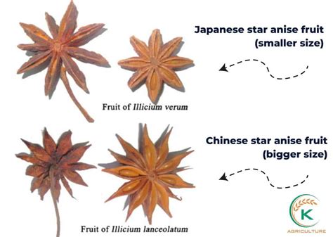 Measurements of the Japanese Star