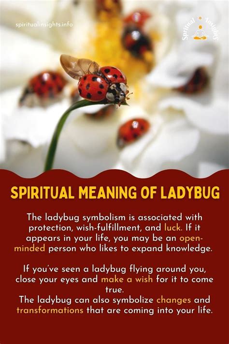 Messages from the Universe: Spiritual and Metaphysical Explanations of the Enormous Ladybug