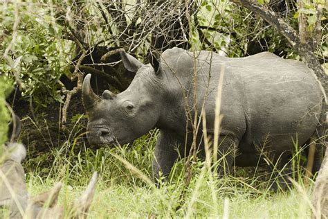 Messages from the Wild: What Insights Rhino Encounters Convey