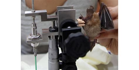 Methods for Decoding and Analyzing Dreams of Sustaining a Bat's Bite