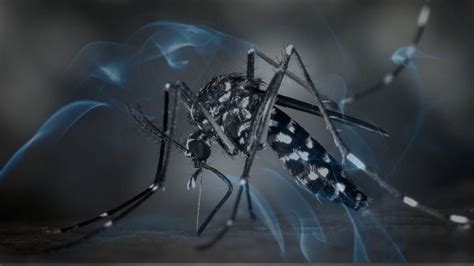 Mosquitoes in Dreams: A Metaphor for Intrusion and Emotional Drainage