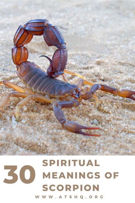 Mystical Significance of a Translucent Scorpion