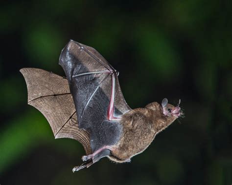 Mythological Connections: Implications of Gigantic Bats in Folklore and Legends