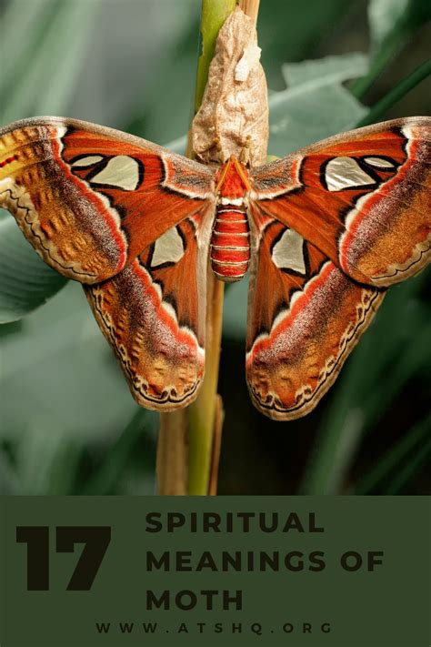 Mythological and Spiritual Meanings Connected with Moths