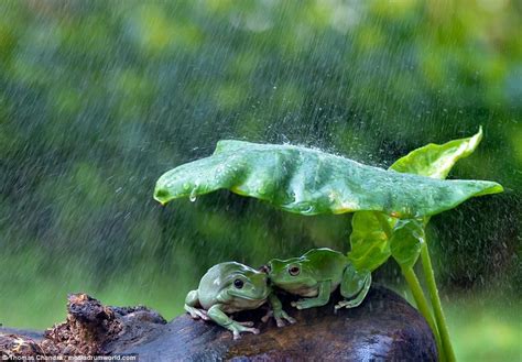 Natural Disasters and Frog Rain: Is there a Link?