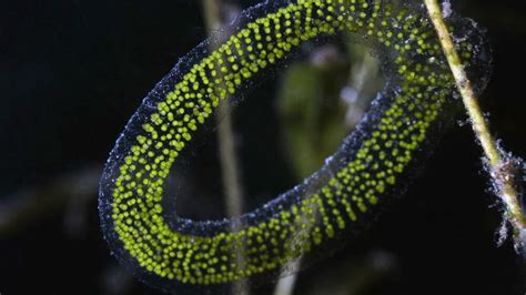 Nature's Extravaganza: Discovering the Abundance of Minuscule Lifeforms