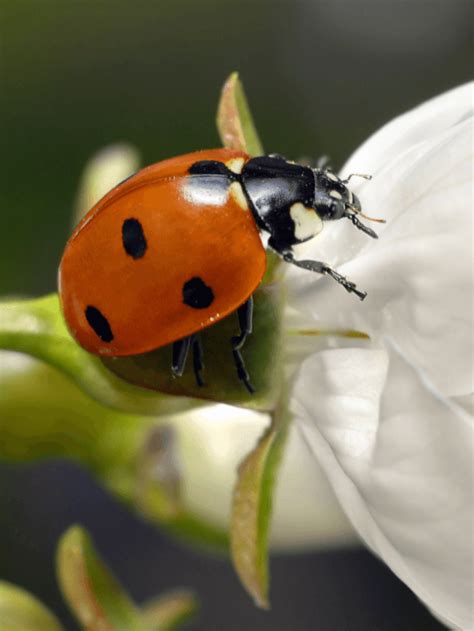 Net Worth of Lady Bug