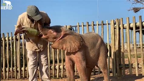 Nurturing Elephant Calves: The Significance of Ethical Tourism