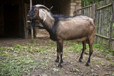 Nurturing a Connection with Nature: The Spiritual Side of Goat Husbandry