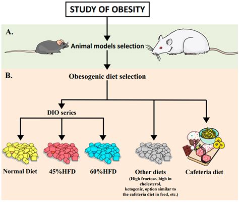 Nutrition Essentials: Exploring the Dietary Requirements of Young Rodents