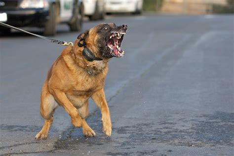 Occurrences of Fierce Canine Confrontations in Dreams: Frequently Experienced Phenomena