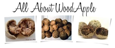 Origin and History of Wood Apple