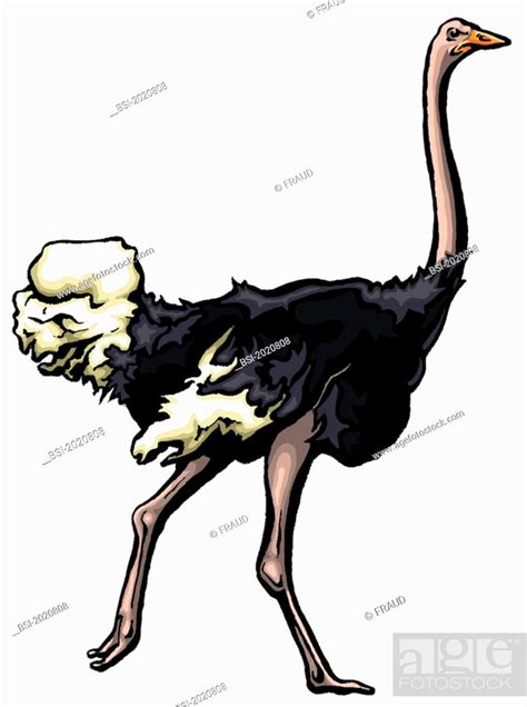 Ostrich as a Representation of Fear and Avoidance