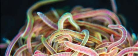 Out of the Blue: The Mysteries Behind Unexpected Worm Appearances