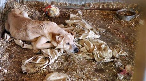 Overcoming Challenges in Rescuing Mistreated or Neglected Animals