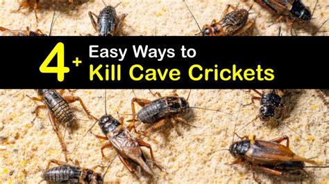 Overcoming the Experience of Eliminating Crickets: Practical Techniques