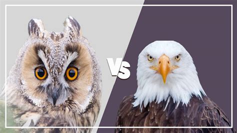 Owl vs. Eagle: Contrasting Symbolism in Dream Interpretation