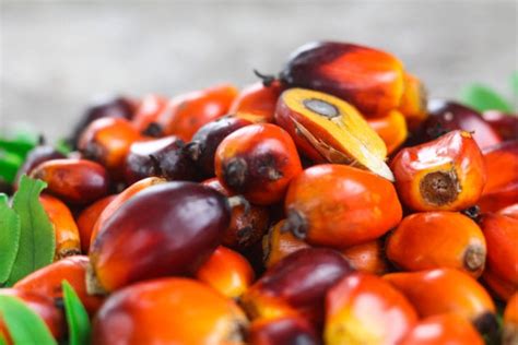 Palm Nut Fruit: A Delightful Addition to Traditional Recipes