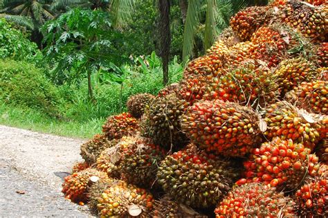 Palm Nut Fruit: A Vital Ingredient in West African Cuisine