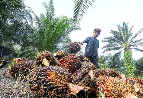 Palm Oil: A Crucial Component in the Food Industry