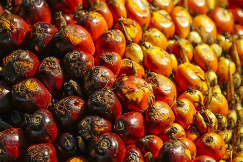 Palm Oil: A Versatile and Sustainable Resource