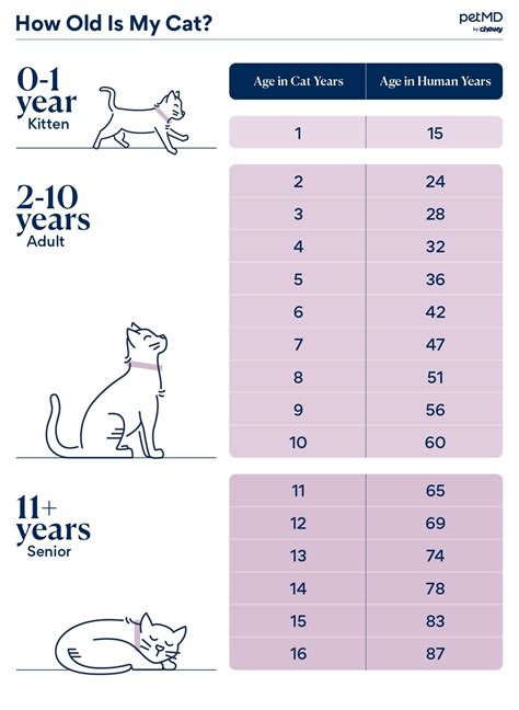 Pd Cat's Age: How Old is the Social Media Star?