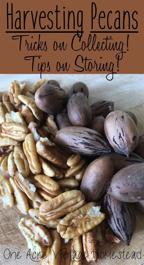 Pecan Cultivation and Harvesting Techniques