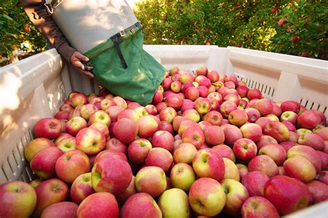 Perfect Timing: Determining the Ideal Moment to Harvest Apples