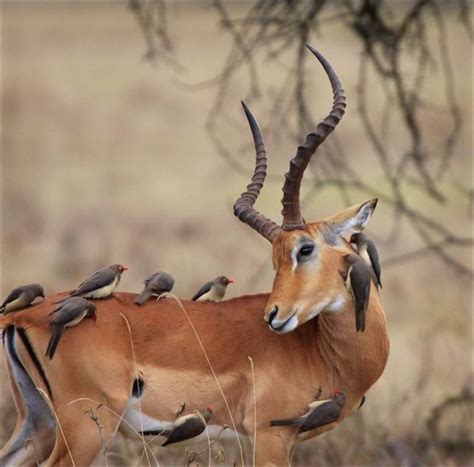 Personal Life and Relationships of Antelope