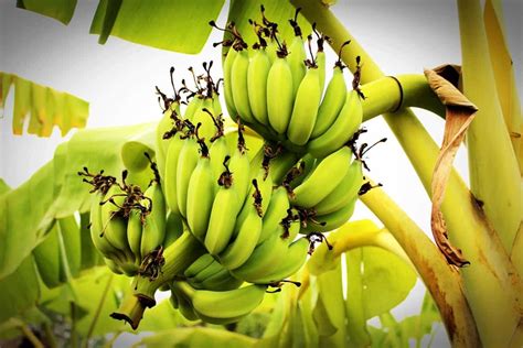 Pest and Disease Management: Safeguarding Your Banana Plantation