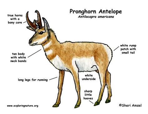 Physical Appearance and Body Measurements of Antelope