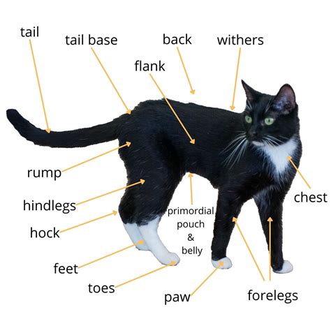 Physical Appearance of the Feline