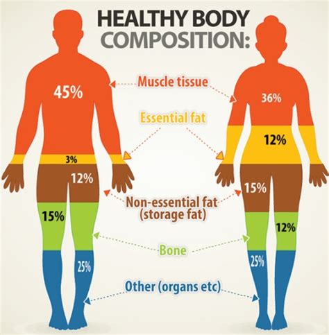 Physical Attributes and Body Composition Description