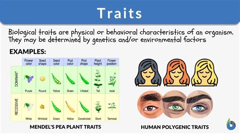 Physical Attributes and Years Lived