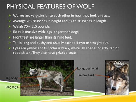 Physical Attributes of Ada Wolf