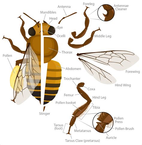 Physical Attributes of Geisha Bee