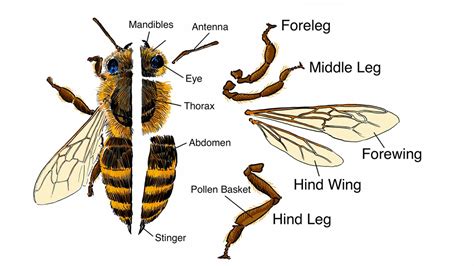 Physical Attributes of Gillian Bee