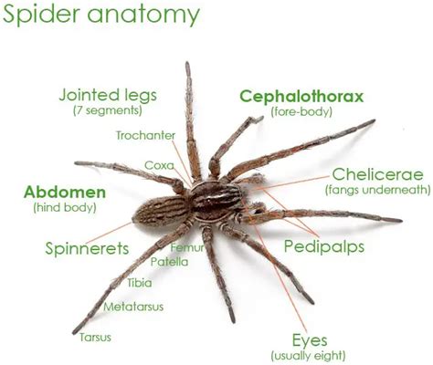 Physical Attributes of Lilly Spider