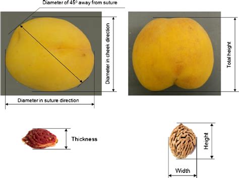 Physical Attributes of Peaches Love