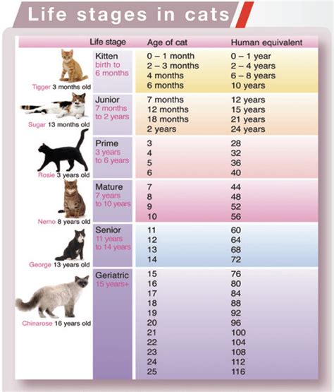 Physical Characteristics of Gnd Kitty: Years Lived and Stature