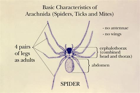 Physical Characteristics of Hayden