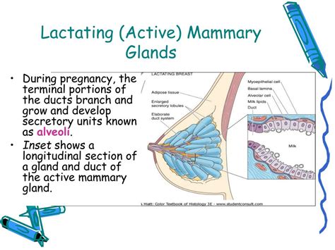 Physical Factors Contributing to Spontaneous Discharge of Lactating Gland Secretions