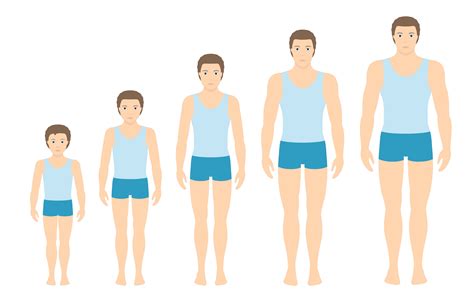 Physical Height and Body Shape