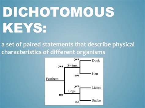 Physical attributes and style statement