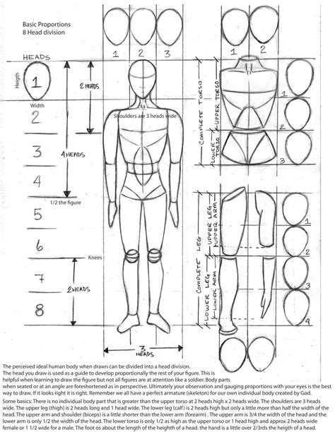 Physique Description and Body Proportions