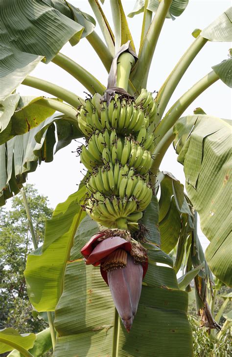 Plantain Fruit in Folklore and Superstitions