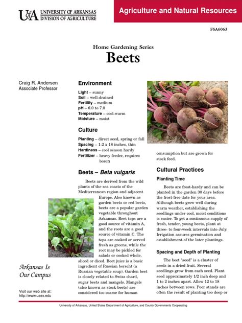 Planting and Caring for Beetroot: Optimal Methods for Maximizing Yields