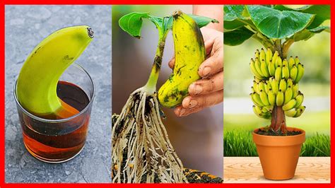 Planting and Caring for Your Banana Plant: Essential Guidelines