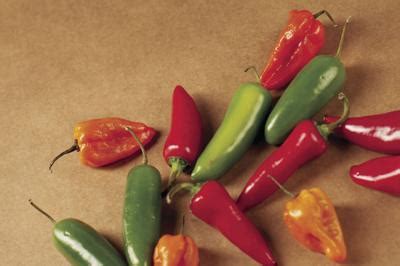 Pleasure and Pain: Decoding the Science Behind the Sensational Spiciness of Jalapenos